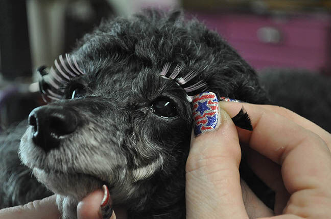 lashes 1.jpg